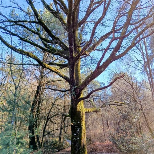 Forêt de Brocéliande